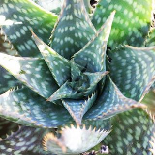 Aloe-saponaria-maroc-clorofila.jpeg