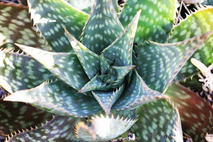 Aloe saponaria maroc clorofila