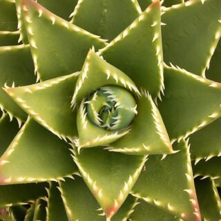 Aloe_mitriformis_01_ies.jpg