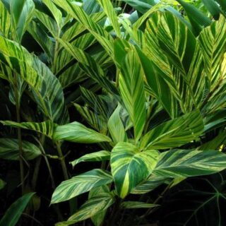 Alpinia-zerumbet-variegata.jpeg