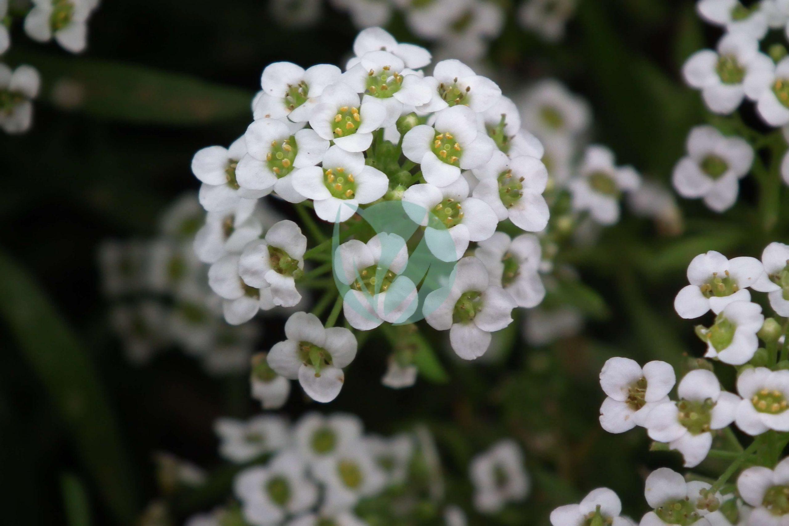Alternanthera brasiliana L. Kuntze scaled