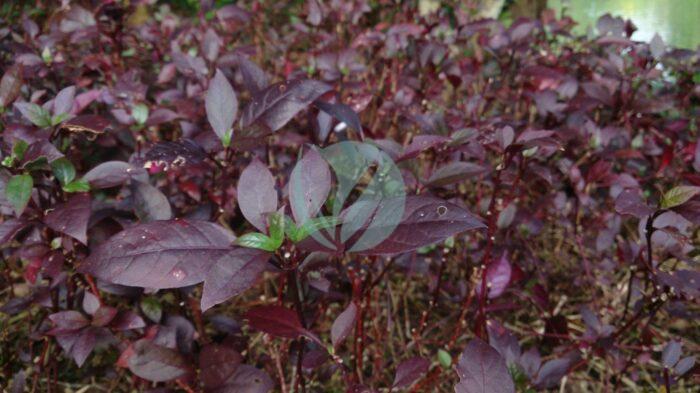 Alternanthera dentata Brazilian Red Hots scaled