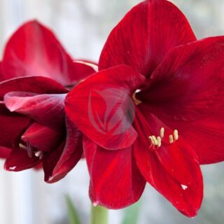 Amaryllis-maroc.jpeg