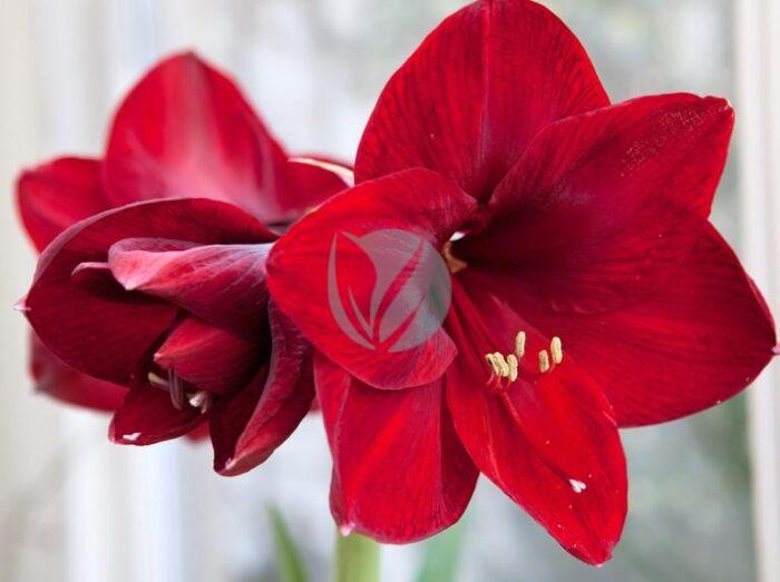 Amaryllis maroc