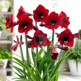 Amaryllis-maroc-clorofila-1.jpeg