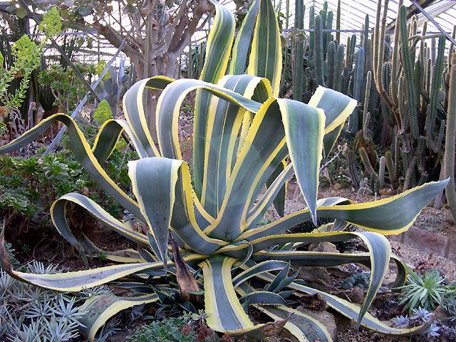 An Agave at the Cactus Nursery Ashington Sussex geograph.org .uk