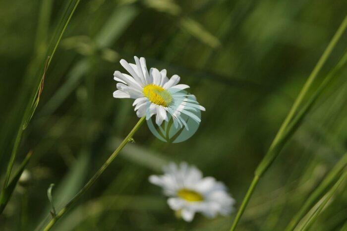 Anthemis