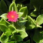 Aptenia cordifolia Jean Jacques MILAN