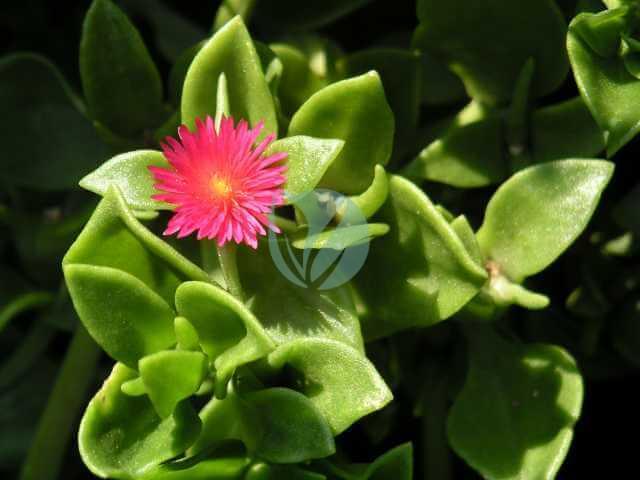 Aptenia cordifolia Jean Jacques MILAN