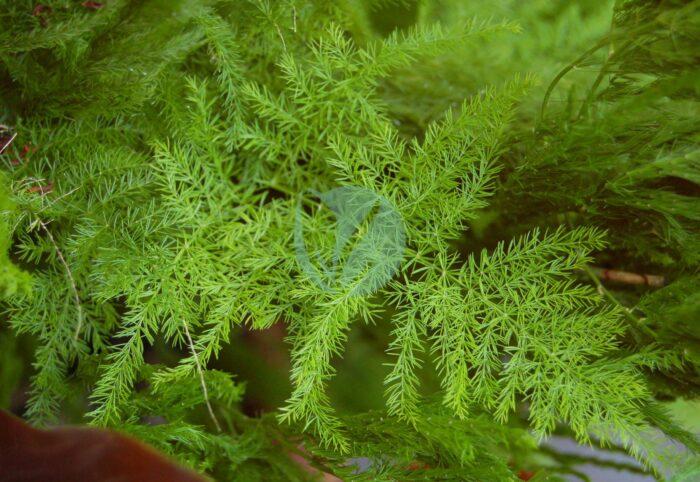 Asparagus setaceus Leaves px scaled