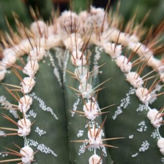 Astrophytum-ornatum-clorofila-maroc.jpeg