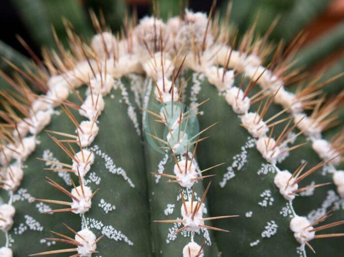 Astrophytum ornatum clorofila maroc