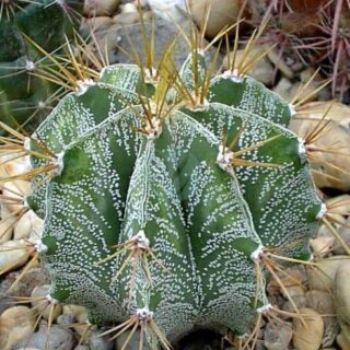 Astrophytum-ornatum-maroc-clorofila.jpeg