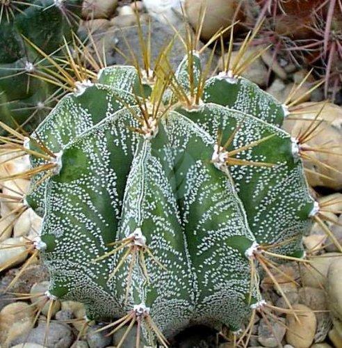 Astrophytum ornatum maroc clorofila