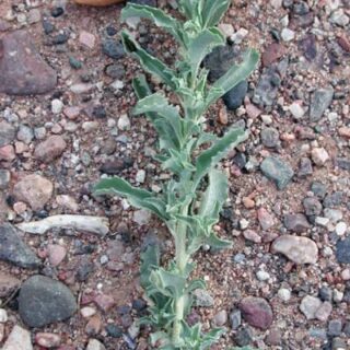 Atriplex_semibaccata-foliage.jpg