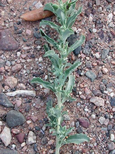 Atriplex semibaccata foliage