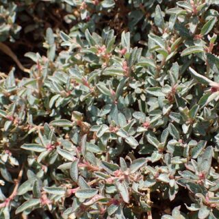 Atriplex_semibaccata_kz1-scaled-1.jpg