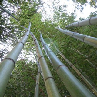 Bambous_geant_au_jardin_jungle_3.jpg