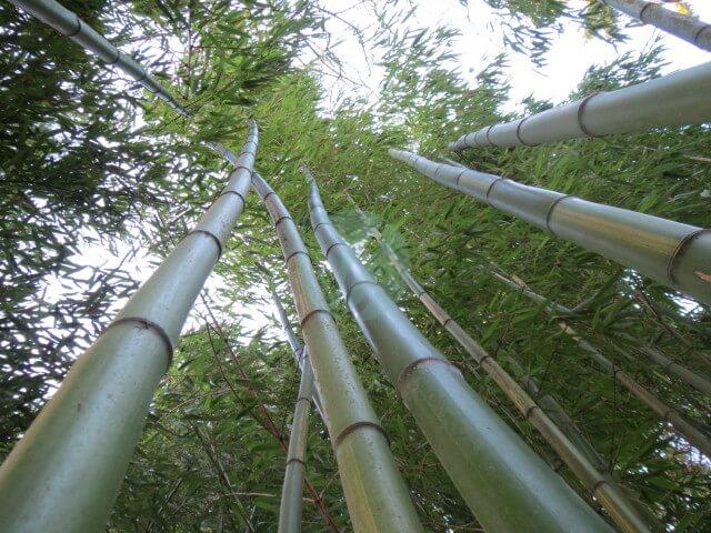 Bambous geant au jardin jungle