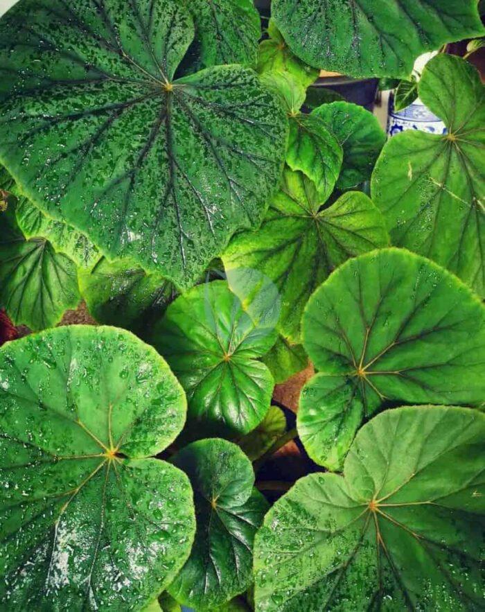 Begonia maroc