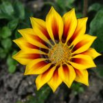 BotanischerGartenMuenster Gazania Asteraceae scaled