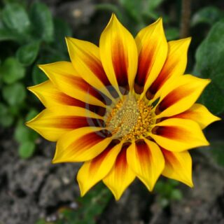 BotanischerGartenMuenster_Gazania_Asteraceae7841-scaled-1.jpg
