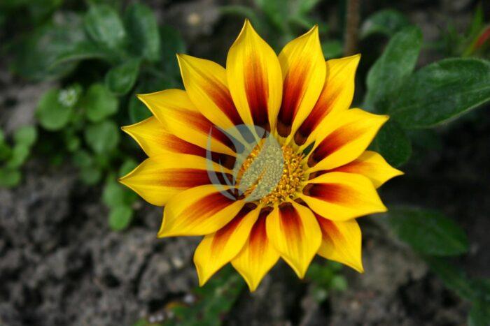 BotanischerGartenMuenster Gazania Asteraceae scaled