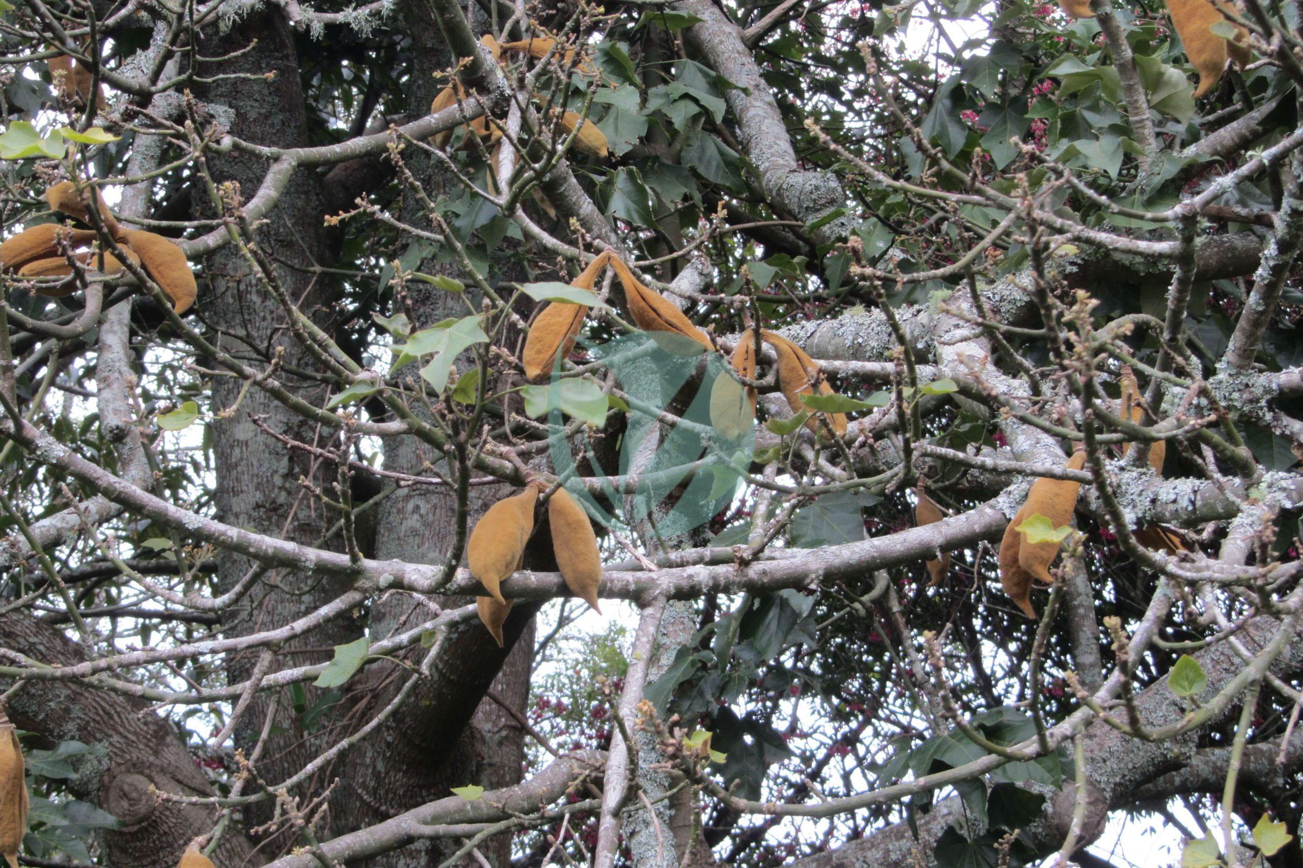 Brachychiton discolor F.Muell . AM AK scaled