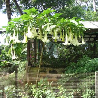 Brugmansia_candida_tree.jpg