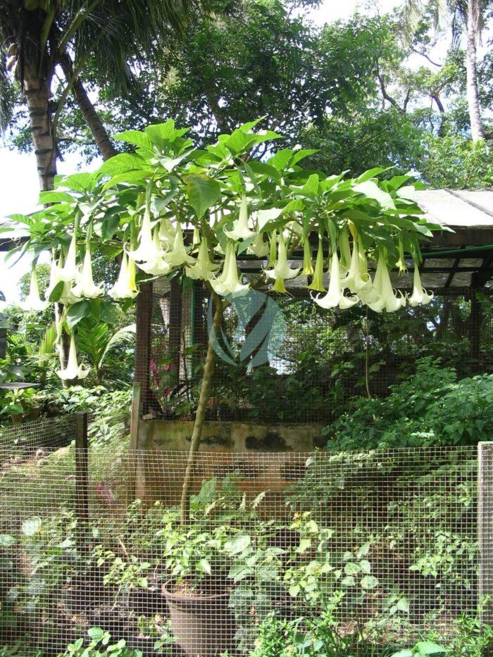 Brugmansia candida tree