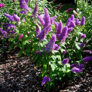 Buddleja_davidii_Peacock_2.jpg