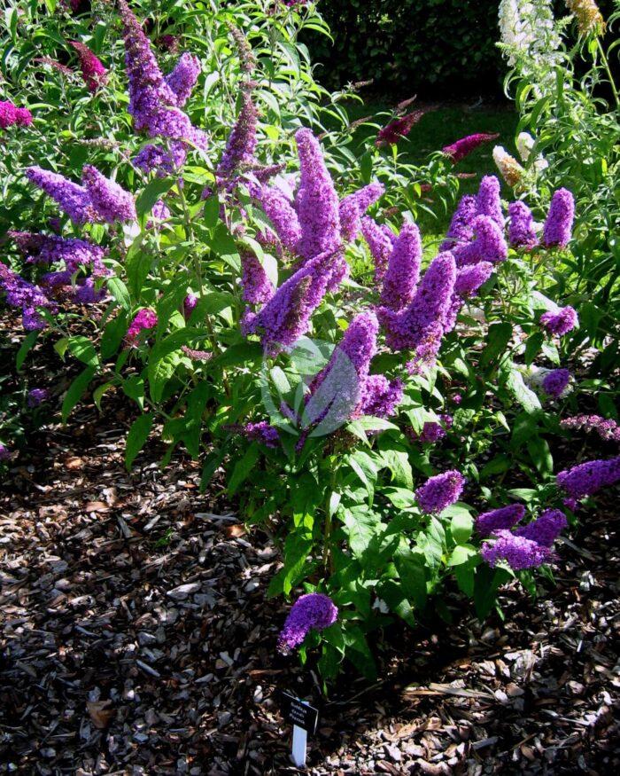 Buddleja davidii Peacock