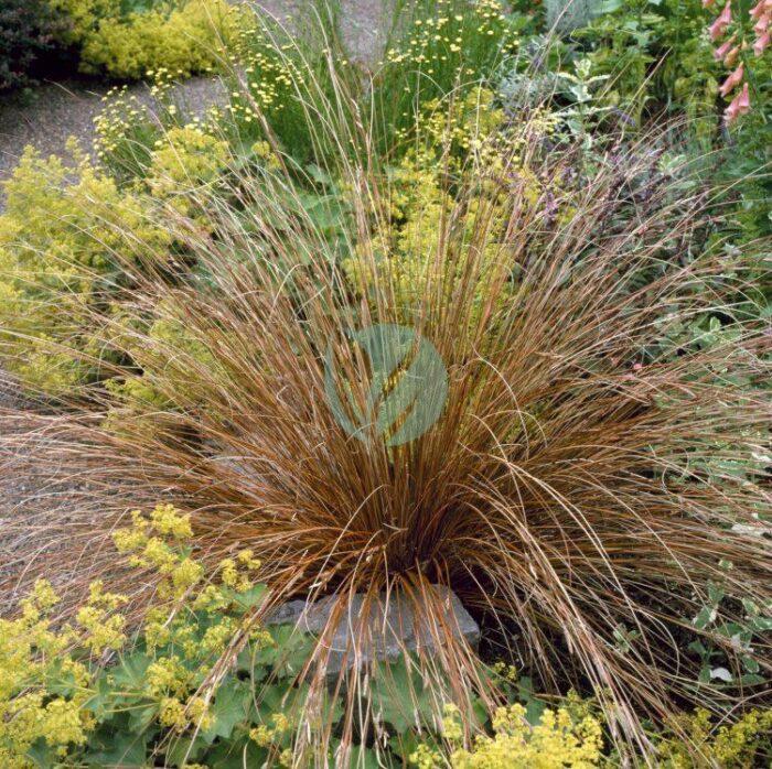 CAREX BUCHANANII