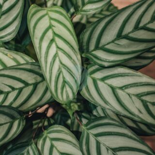 Calathea-clorofila.jpeg