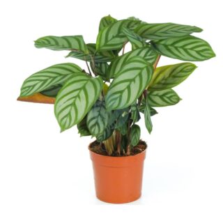 Calathea-maroc-clorofila.jpg