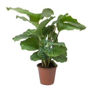 Calathea-orbifolia-maroc.jpeg