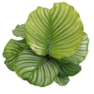 Calathea-orbifolia-maroc-clorofila.jpeg