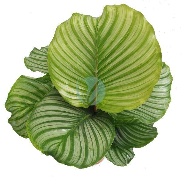 Calathea orbifolia maroc clorofila