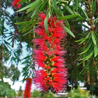 Callistemon_viminalis_001-1.jpg