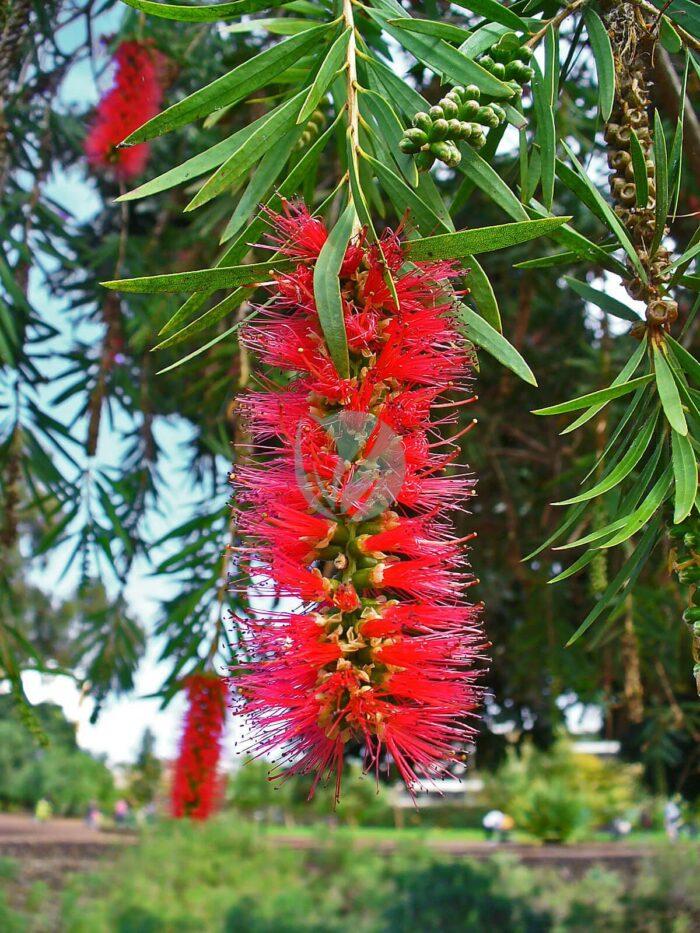 Callistemon viminalis