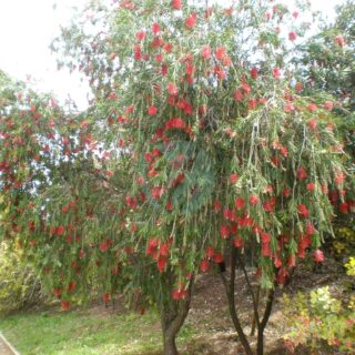 Callistemon_viminalis_1c-1.jpg