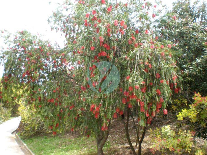 Callistemon viminalis c