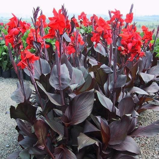 Canna indica red
