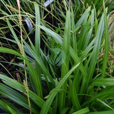 Carex vert