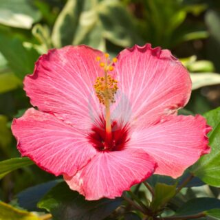 Cayena_Hibiscus_rosa-sinensis_Conservatorio_botanico_Fort_Wayne_Indiana_Estados_Unidos_2012-11-12_DD_03-scaled-1.jpg