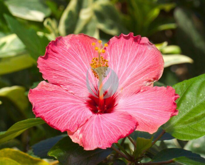 Cayena Hibiscus rosa sinensis Conservatorio botanico Fort Wayne Indiana Estados Unidos DD scaled