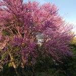 Cercis siliquastrum floraison dun grand arbre de Judee