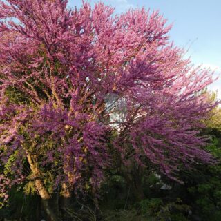 Cercis_siliquastrum_-_floraison_dun_grand_arbre_de_Judee.jpg