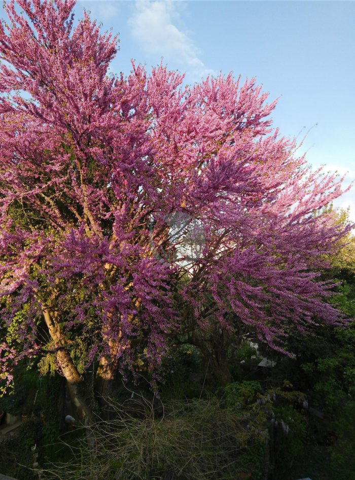 Cercis siliquastrum floraison dun grand arbre de Judee