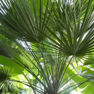 Chamaerops_humilis_3-scaled-1.jpg